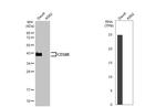 FCGR2B Antibody in Western Blot (WB)