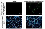 Dengue virus Type 2/3 NS1 Recombinant Rabbit Monoclonal Antibody (HL1991)
