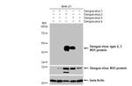 Dengue virus Type 2/3 NS1 Antibody in Western Blot (WB)