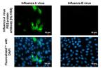 Influenza A H1N1 PB2 (A/Puerto Rico/8/34) Recombinant Rabbit Monoclonal Antibody (HL1994)