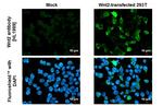 WNT2 Recombinant Rabbit Monoclonal Antibody (HL1999)
