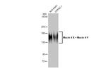 Mucin 4X/Mucin 4Y Antibody in Western Blot (WB)