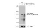 Mucin 4X/Mucin 4Y Antibody in Western Blot (WB)