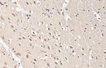 SOD1 Antibody in Immunohistochemistry (Paraffin) (IHC (P))