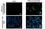 PRRS Virus Nucleocapsid Protein Recombinant Rabbit Monoclonal Antibody (HL2046)