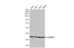 GAPDH Antibody in Western Blot (WB)
