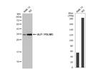PDLIM3 Antibody in Western Blot (WB)