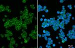 SHP-1 Antibody in Immunocytochemistry (ICC/IF)