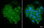 SHP-1 Recombinant Rabbit Monoclonal Antibody (HL20845)
