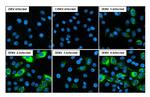 Dengue Virus Type 2/4 Envelope Recombinant Rabbit Monoclonal Antibody (HL2089)