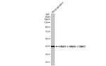 GNAI1/GNAI2/GNAI3 Antibody in Western Blot (WB)