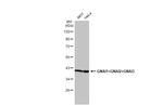 GNAI1/GNAI2/GNAI3 Recombinant Rabbit Monoclonal Antibody (HL2093)