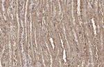 TUFM Antibody in Immunohistochemistry (Paraffin) (IHC (P))