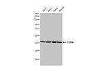 TUFM Antibody in Western Blot (WB)