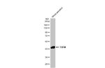 TUFM Antibody in Western Blot (WB)