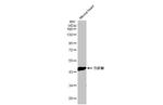 TUFM Antibody in Western Blot (WB)