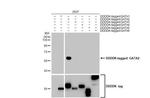 GATA2 Recombinant Rabbit Monoclonal Antibody (HL2127)