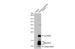 IGF2 Recombinant Rabbit Monoclonal Antibody (HL2132)