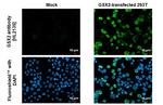 GSX2 Antibody in Immunocytochemistry (ICC/IF)