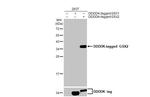 GSX2 Antibody in Western Blot (WB)