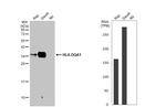 HLA-DQA1 Antibody in Western Blot (WB)