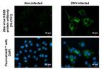 Zika Virus NS2B Recombinant Rabbit Monoclonal Antibody (HL2151)