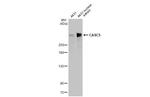 Casc5 Recombinant Rabbit Monoclonal Antibody (HL2158)