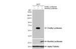 Firefly luciferase Antibody in Western Blot (WB)