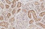 RNASE2 Antibody in Immunohistochemistry (Paraffin) (IHC (P))