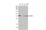 HAX1 Antibody in Western Blot (WB)