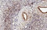 CXCL13 Antibody in Immunohistochemistry (Paraffin) (IHC (P))