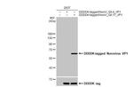 Norovirus VP1 Antibody in Western Blot (WB)