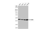 TUFM Recombinant Rabbit Monoclonal Antibody (HL2193)