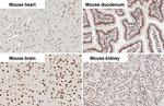 CBP Antibody in Immunohistochemistry (Paraffin) (IHC (P))