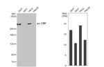 CBP Antibody in Western Blot (WB)
