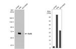 RelB Antibody in Western Blot (WB)