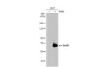RelB Antibody in Western Blot (WB)
