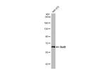 RelB Antibody in Western Blot (WB)