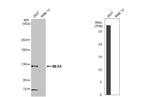 MLK4 Antibody in Western Blot (WB)