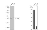 SPG7 Antibody in Western Blot (WB)