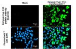 Dengue Virus Type 1-4 NS3 Recombinant Rabbit Monoclonal Antibody (HL2239)