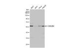 Cdc25C Recombinant Rabbit Monoclonal Antibody (HL2255)