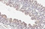 CARD10 Recombinant Rabbit Monoclonal Antibody (HL2260)