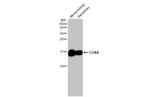 COX4 Antibody in Western Blot (WB)