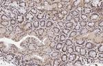 KLF5 Antibody in Immunohistochemistry (Paraffin) (IHC (P))