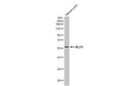 KLF5 Antibody in Western Blot (WB)
