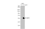 KLF5 Antibody in Western Blot (WB)