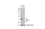 KLF5 Antibody in Western Blot (WB)
