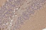PSAT1 Recombinant Rabbit Monoclonal Antibody (HL2270)