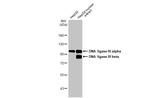DNA Ligase III Antibody in Western Blot (WB)